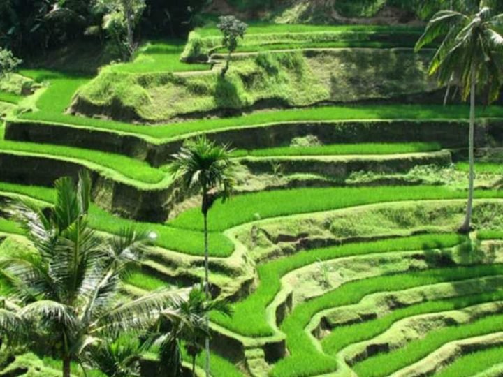 Ubud Nature Escapes