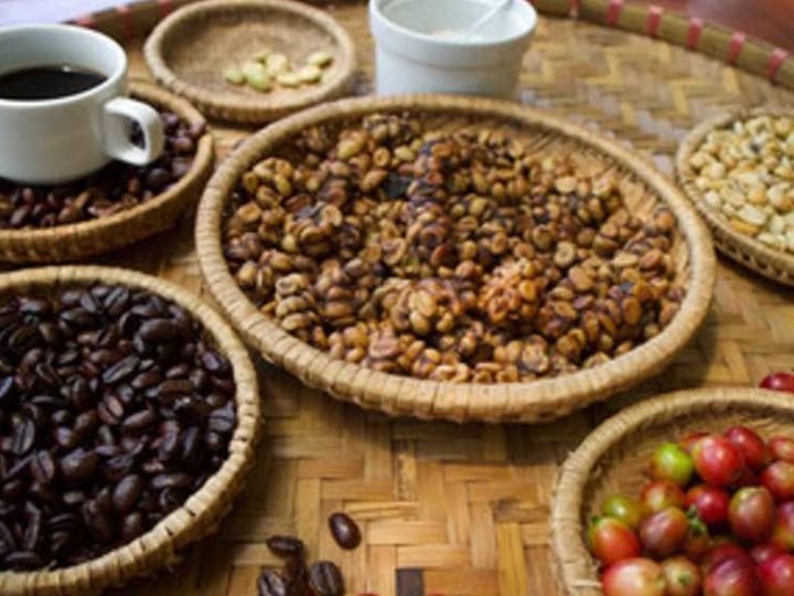 BALI LUWAK COFFEE : A TASTE OF AUTHENTIC BALINESE ELEGANCE