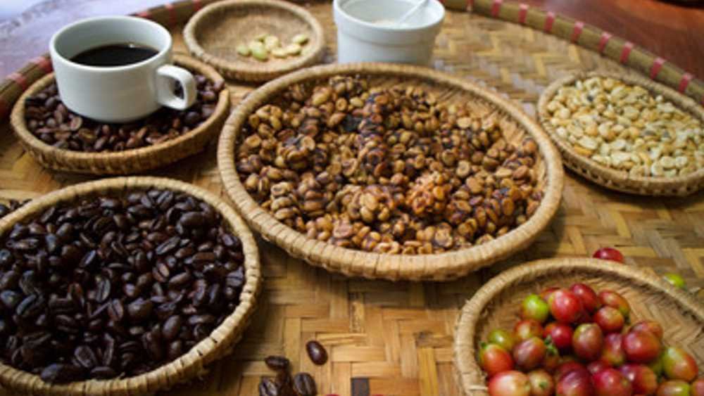 BALI LUWAK COFFEE : A TASTE OF AUTHENTIC BALINESE ELEGANCE