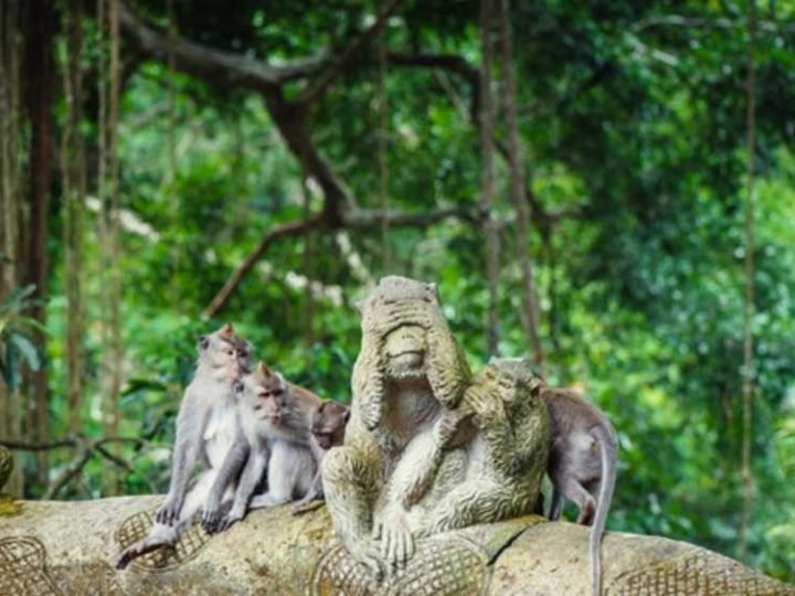 Ubud Nature Escapes
